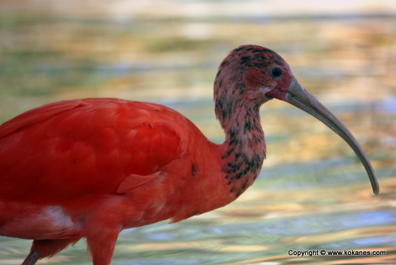 Scarlet Ibis